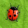 Play Too Many Bugs