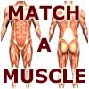 Play Match-A-Muscle