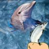 Play Hungry Dolphin Game
