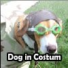 Play Dog in Costum