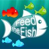 Play Feed the Fish