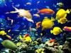 Play Puzzle Fishes - 1