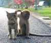 Play Cute friends: Kitty and monkey