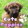 Cute Puppies A Free BoardGame Game
