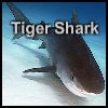 Tiger Shark A Free Puzzles Game