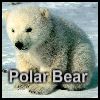 Play Polar Bear