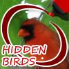 Play Hidden Birds