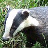 Badger