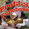 Play Pretty Pigletons
