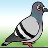 Pigeon Jigsaw Puzzle Game