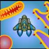 Cell Explorer: The Animal Cell