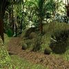 Race in the Jungle A Free Action Game