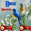 Play Birds Similarities