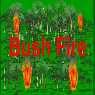 Play Bush Fire