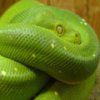 Play Snakes Hidden Images