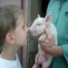 Livestock Hidden Images A Free Other Game