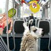 Serge the llama A Free Shooting Game