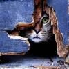 Play Hiding cat