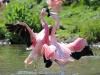 Play Dancing flamingos