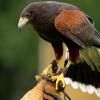 Play falcon puzzle