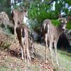 female deer