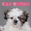 Play Cute Animals