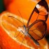 Play Orange butterfly