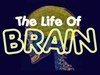 Play The Life of Brain