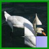 Flash Shifter - Swan