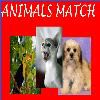 Play Animals Match