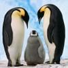 Play Penguin game