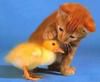 Play Cute friends: Kitty and Chick
