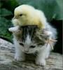Play Cute friends: Chick and Kitty