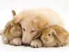 Play Cute friends: Doggy and Bunny