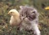 Play Cute friends: Chick and Kitty