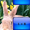 Play Rabbit family addition puzzle