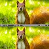 Squirrel Difference