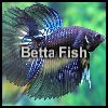Play Betta Fish