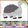 Play Tortoise Coloring