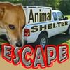 Play Animal Shelter Escape