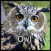 Play Owl