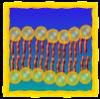 Play Cell Defense: The Plasma Membrane