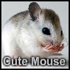 Play Mouse cute
