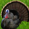 Thanksgiving Turkey Attack