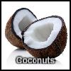 Play Coconuts
