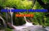 Play MG1 Hidden Numbers Nature