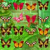 Play Butterfly Match