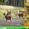 Play Find The Spots - Deer