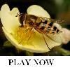 Play Bee on flower Jigsaw Puzzle