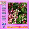 Play Beauty Flowers Find the Alphabets